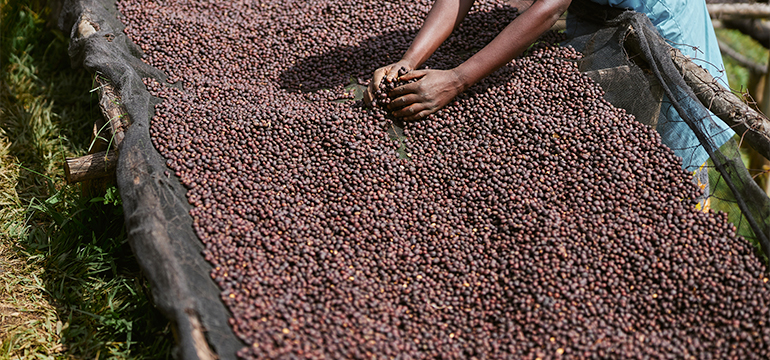 コーヒー豆を干して乾燥させる工程