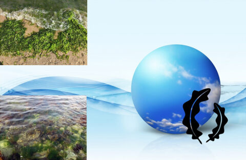 ネクストシーフードは、世界が注目 ”seaweed”