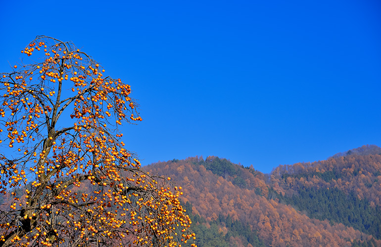 柿が実った柿の木を写した風景