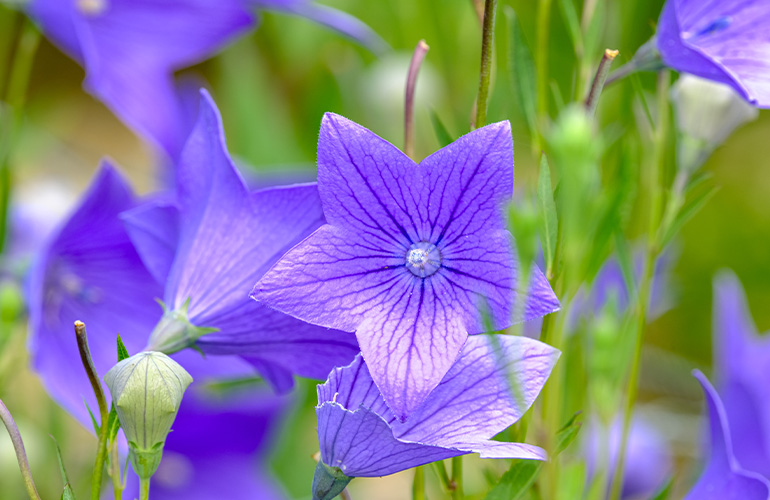 桔梗の花
