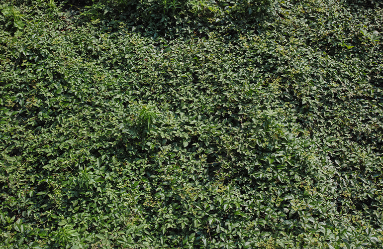 ヤブカラシが一面にはびこる草むら