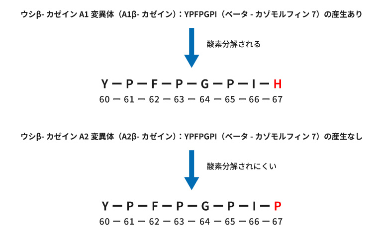 分子全体のアミノ酸配列の中で、1残基のアミノ酸の違いを表した図