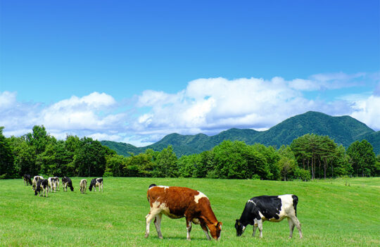 乳の健康機能に魅せられて（タンパク質）