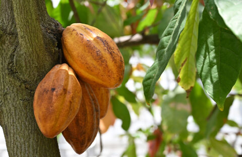 チョコレートの先に描く社会